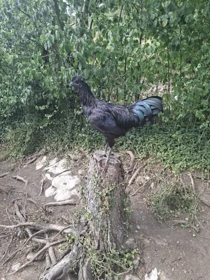 Ayam Cemani Hahn