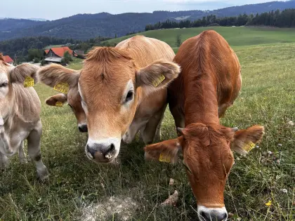 Murbodner Kalbinnen für Zucht