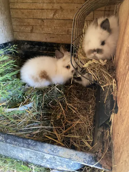 Löwenkopfzwergkaninchen