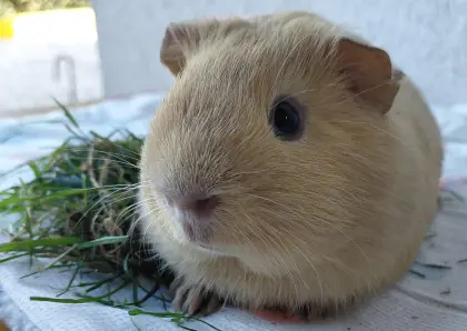 Junge, zutrauliche Meerschweinchenböckchen