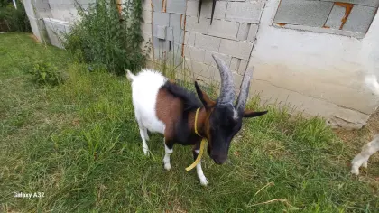 Anglo-Mix-Bock und Steirerscheckenbock