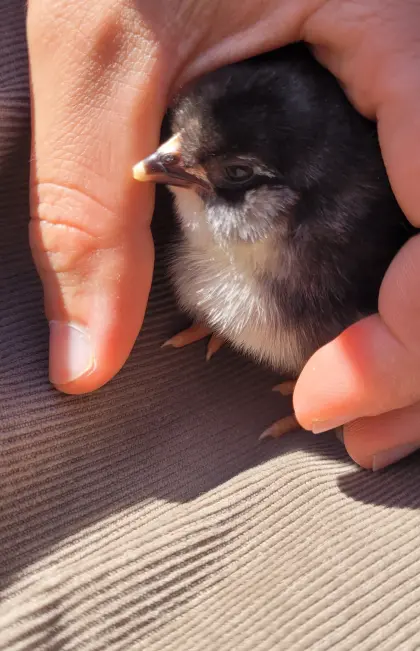 Bruthenne, Glucke mit 5 Buntlegerküken abzugeben.