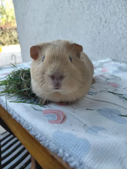 Junge, zutrauliche Meerschweinchenböckchen