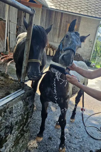 Stutfohlen