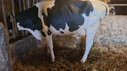 Holstein Jungkuh