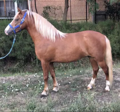 Kinderliebe Pony-Stute „Csinós“ sucht ein 5-Sterne-Zuhause