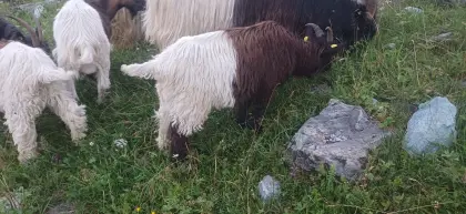 Verkaufe Walliser Bockkitz