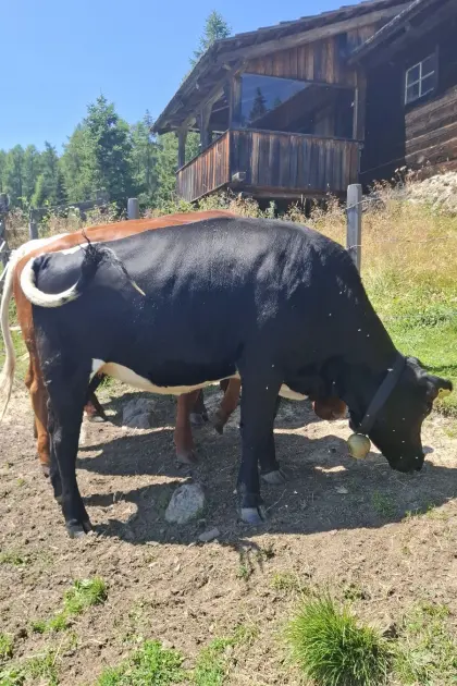 Pinzgauer Kalbin