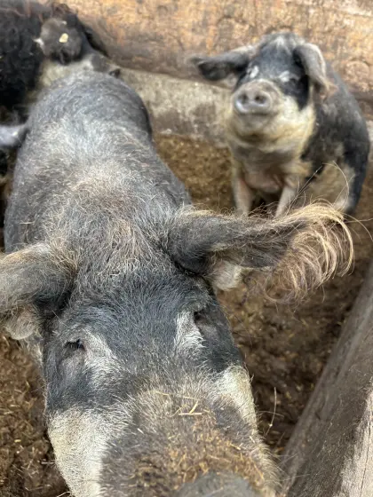 Bio Mangalitza