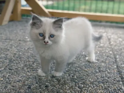 Ragdoll