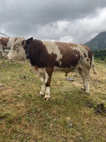 Fleckvieh-Stier