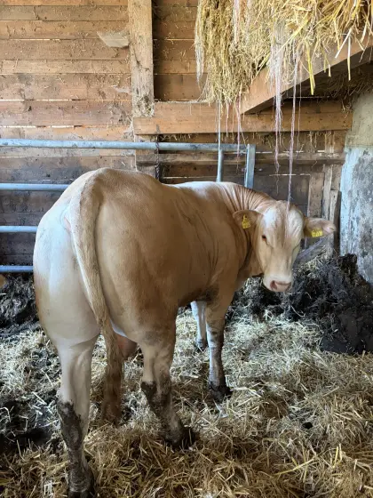 Blonde d’Aquitaine Zuchtstier