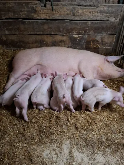 Verkaufe Ferkel