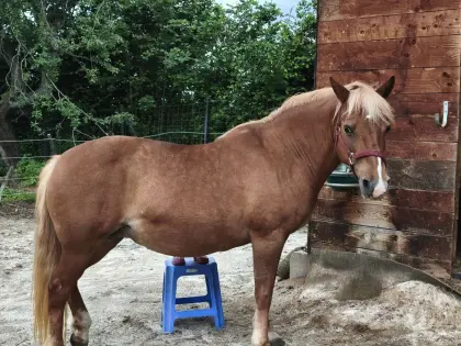 Braves Kinderpony zu verkaufen