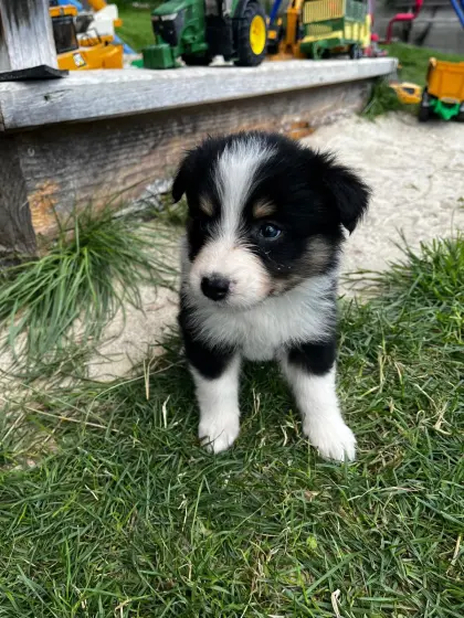 Australian Shepherd-Mischling