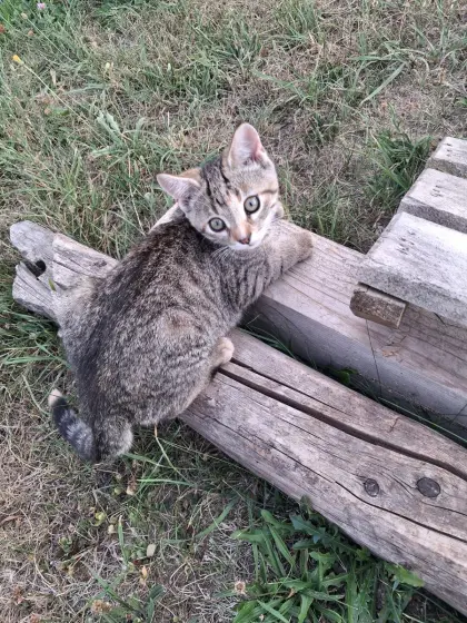 Baby-Katzen