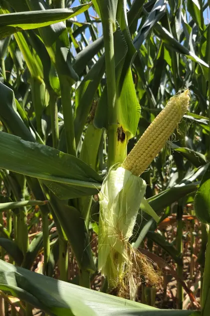 Silomais ab Feld