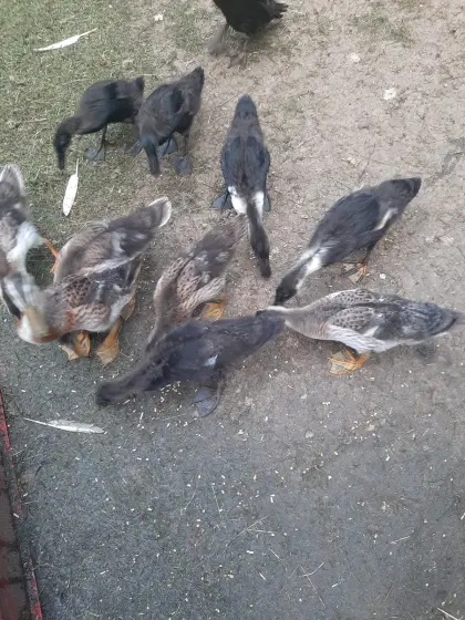 Enten