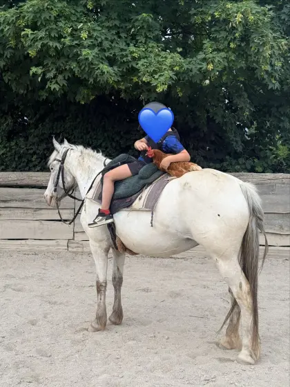 Verkaufe brave Appaloosa-Pony-Mix-Stute, Kinderpferd