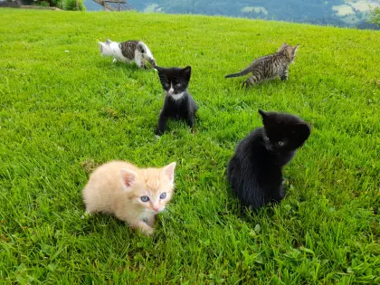 Schöne Katzenbabys