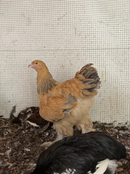 Brahma GBC