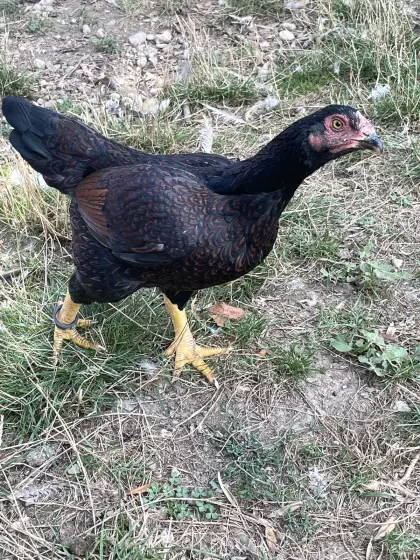 Indische Kämpfer und Orloff Hennen