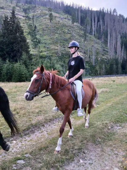 Reitpferd