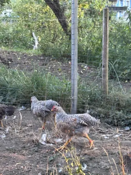 Bielefelder Kennhuhn-Hahn