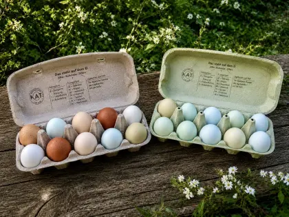 Bruteier Ameraucana, Araucana, Lavender, Silverudds, Blumenhuhn