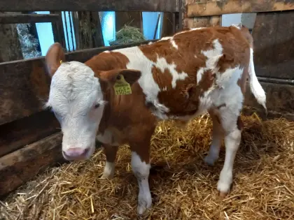 Verkaufe trinkfreudiges FL/RF-Bio-Stierkalb