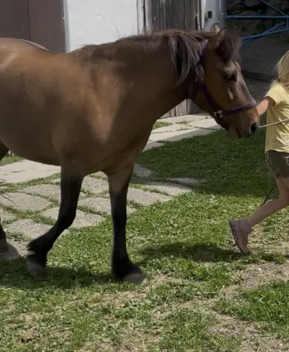 Pony-Wallach Huzule