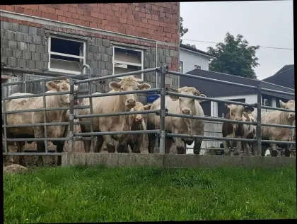 Charolais Kalbinnen