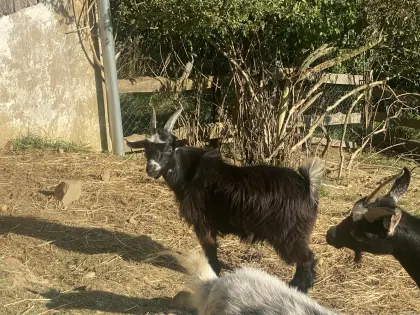 Mini-Zwergziegen