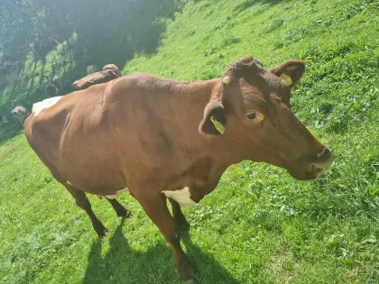 Pinzgauer Bio-Kuh zu verkaufen