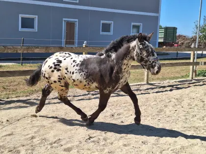 Helios Vulkan XX, Noriker Hengst