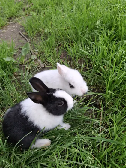 Farbenzwerge Zwergkaninchen