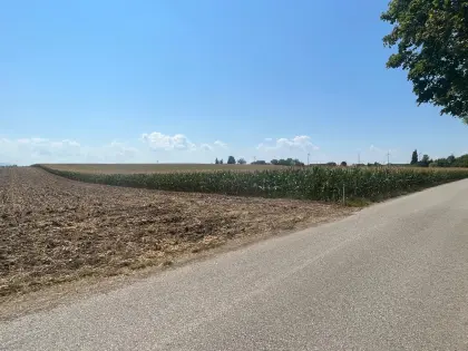 Silomais