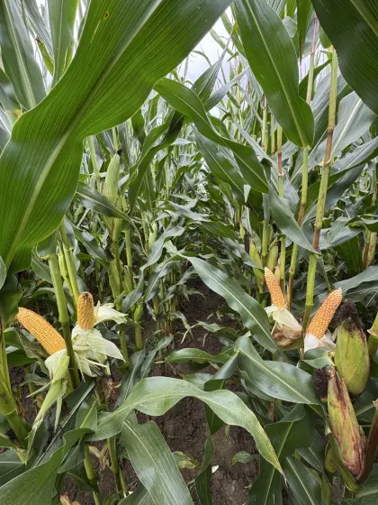 Hochwertiger Mais für deine Silage, CCM oder Grünnutzung