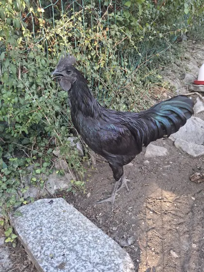 Ayam Cemani Hahn