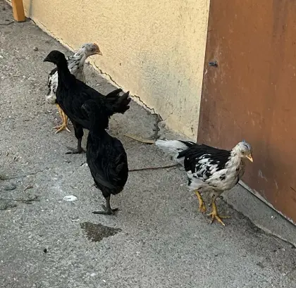Küken