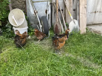 Strupphuhn männlich