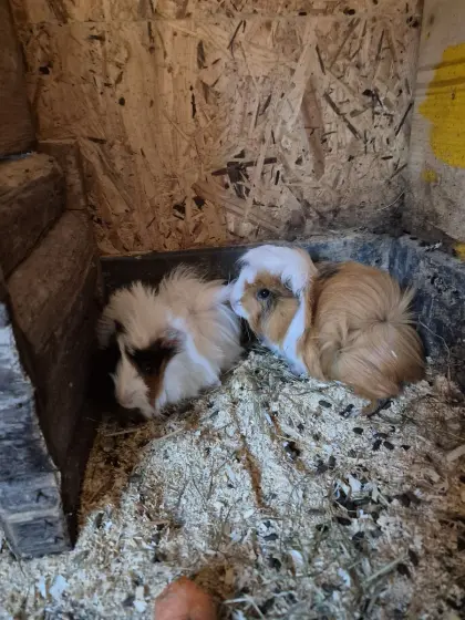 Junge Meerschweinchen
