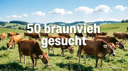 Kaufanfrage: 50 Swiss Brown (Braunvieh) Rinder für Export