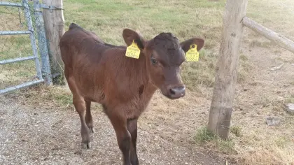 Bio-Angus-Kalb