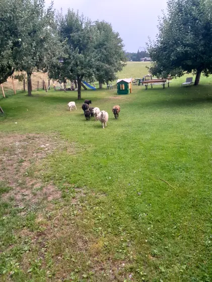 Quessant, Zwergschafe