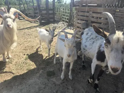 Verkaufe Ziegenbockkitz und junge Lämmer