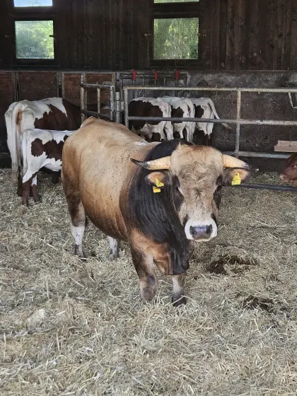 Verkaufe Aubrac-Stier