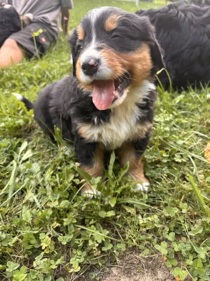Reinrassige Berner Sennen Welpen
