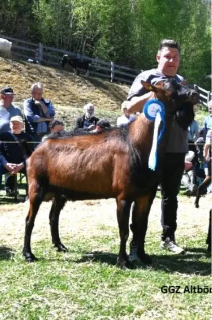 GGZ-Bock