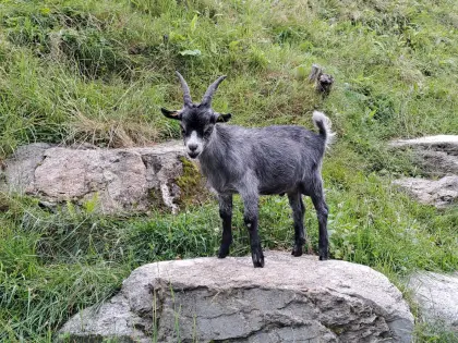 "Blobe" Bock